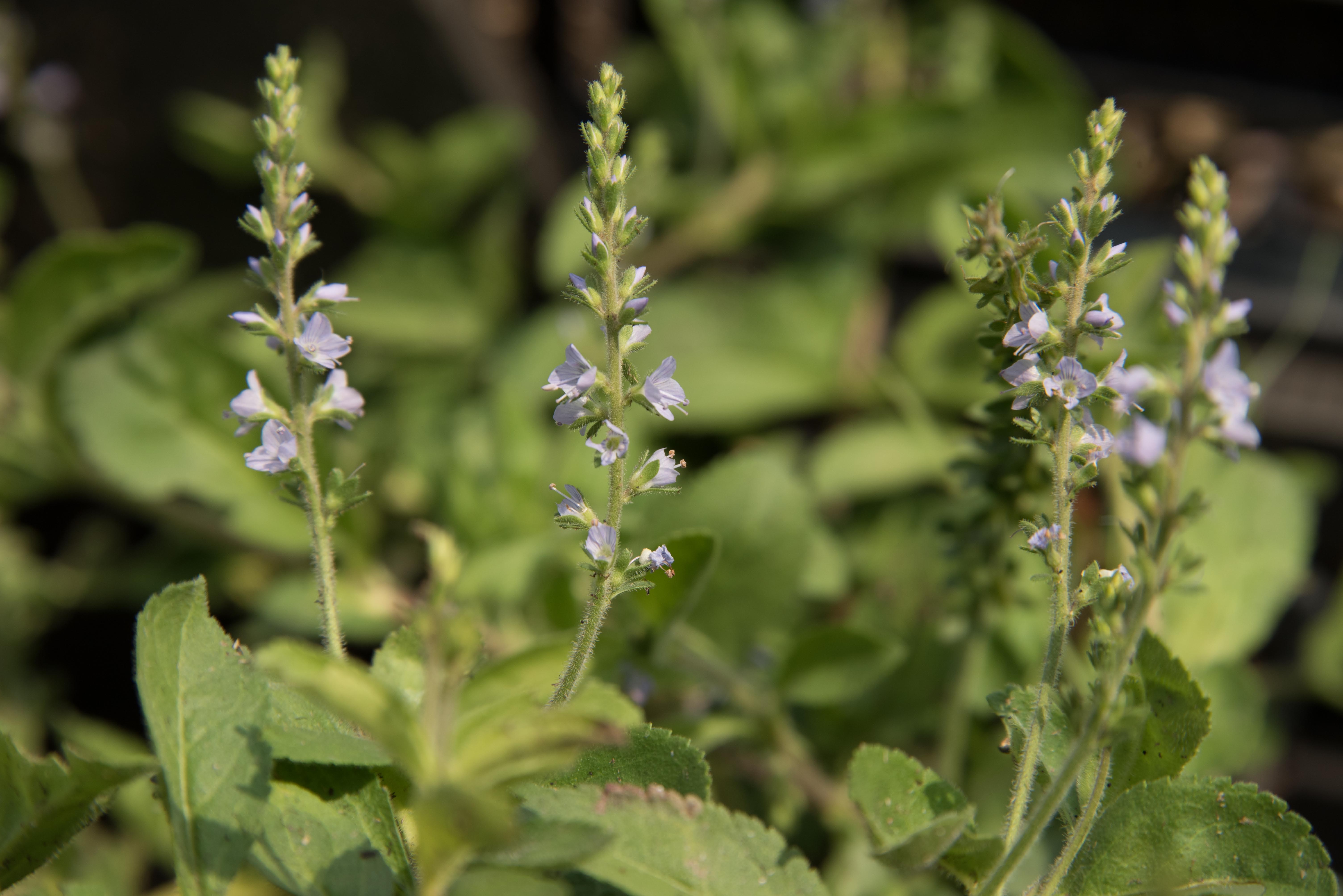 Veronica officinalisMannetjesereprijs bestellen